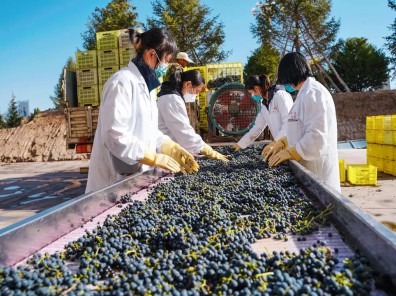 【国风葡萄采摘季】揭秘高品质葡萄酒的奇妙酿造之旅